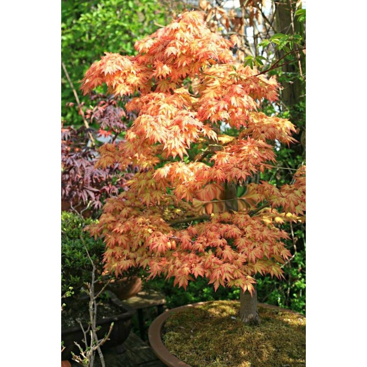 Klon palmowy 'Orange Dream' — pomarańczowy akcent do ogrodu i na balkon (sadzonka 25-35 cm)