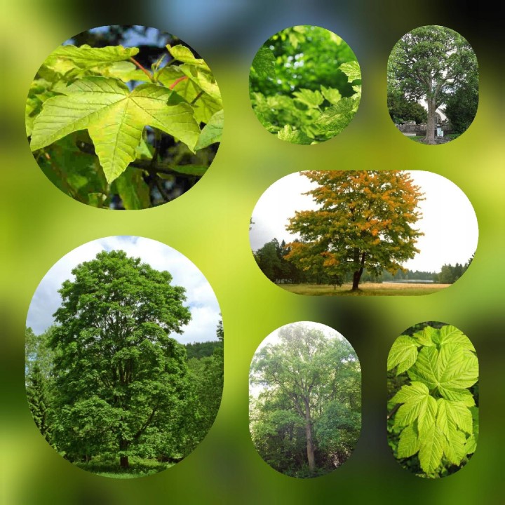 Klon Jawor 100–150 cm – Majestatyczna Sadzonka do Parku i Ogrodu, Gotowa do Nasadzeń