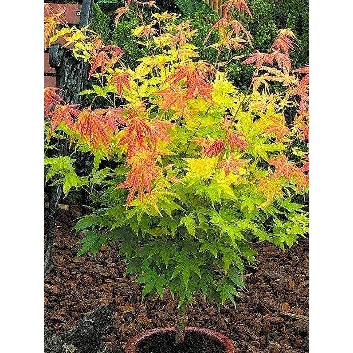 Klon palmowy 'Orange Dream' — pomarańczowy akcent do ogrodu i na balkon (sadzonka 25-35 cm)