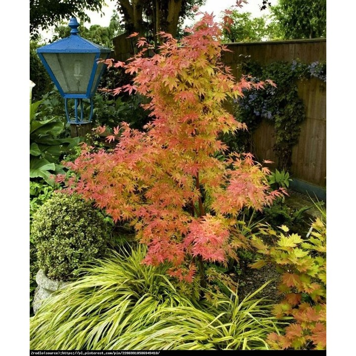 Klon palmowy 'Orange Dream' — pomarańczowy akcent do ogrodu i na balkon (sadzonka 25-35 cm)