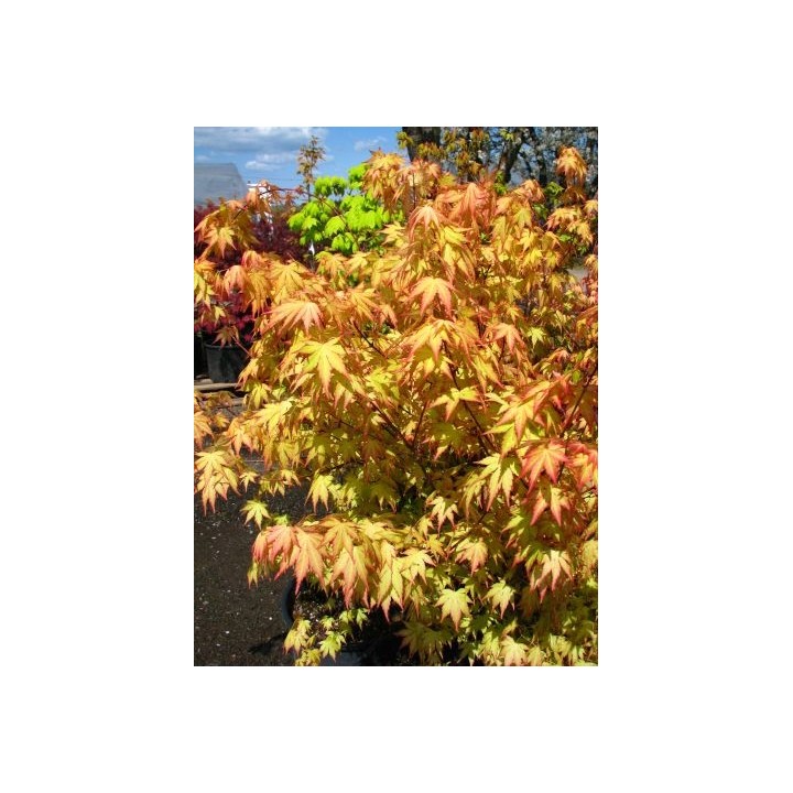 Klon palmowy 'Orange Dream' — pomarańczowy akcent do ogrodu i na balkon (sadzonka 25-35 cm)