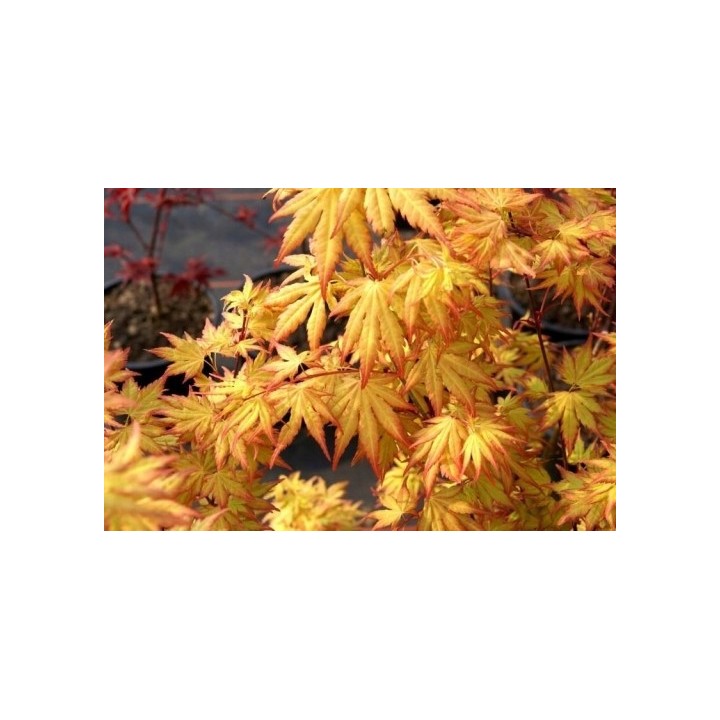 Klon palmowy 'Orange Dream' — pomarańczowy akcent do ogrodu i na balkon (sadzonka 25-35 cm)