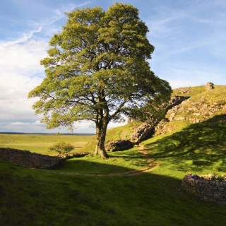 Klon jawor (Acer pseudoplatanus) – sadzonka 16–20 cm obwodu, mrozoodporny, idealny do parku