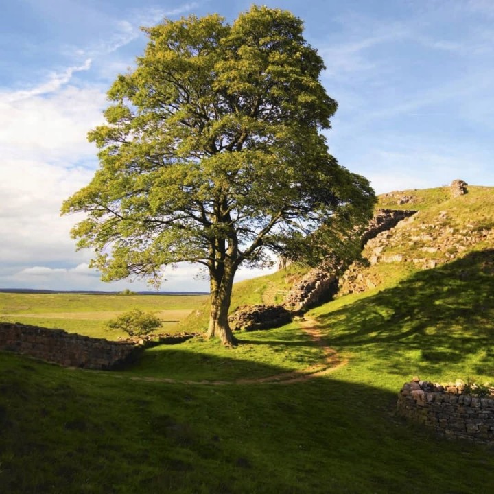 Klon jawor (Acer pseudoplatanus) – sadzonka 16–20 cm obwodu, mrozoodporny, idealny do parku