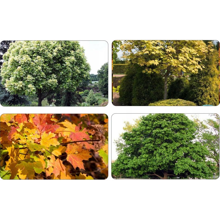 Klon jawor (Acer pseudoplatanus) – sadzonka 16–20 cm obwodu, mrozoodporny, idealny do parku