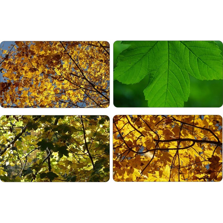 Klon jawor Acer pseudoplatanus 16-20 cm sadzonka - SadzonkiDrzew.pl