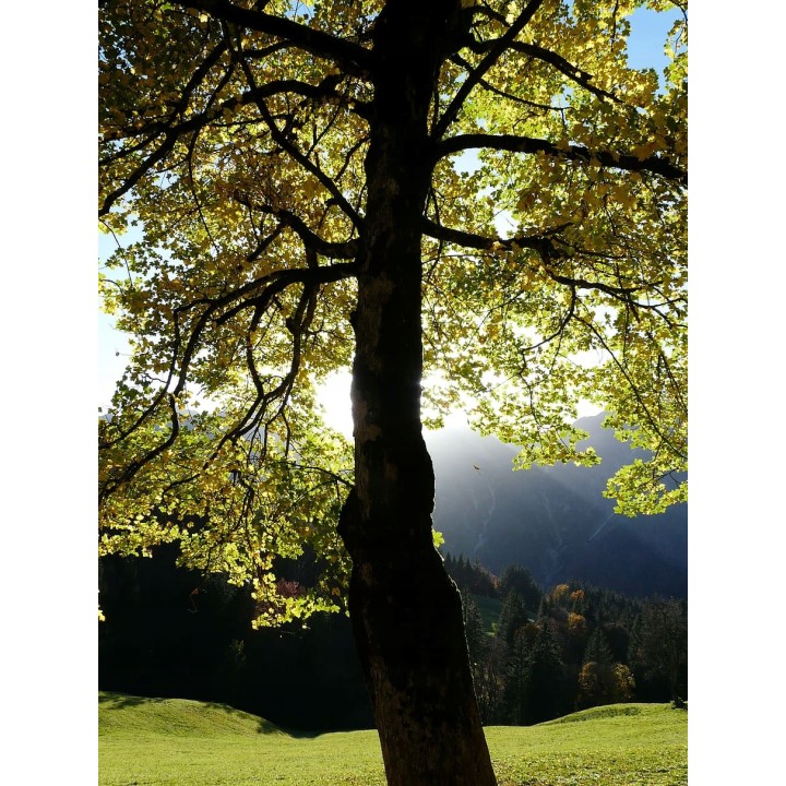 Klon jawor (Acer pseudoplatanus) – sadzonka 16–20 cm obwodu, mrozoodporny, idealny do parku