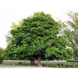 Klon jawor (Acer pseudoplatanus) duża sadzonka obwód 16-20 cm goły korzeń