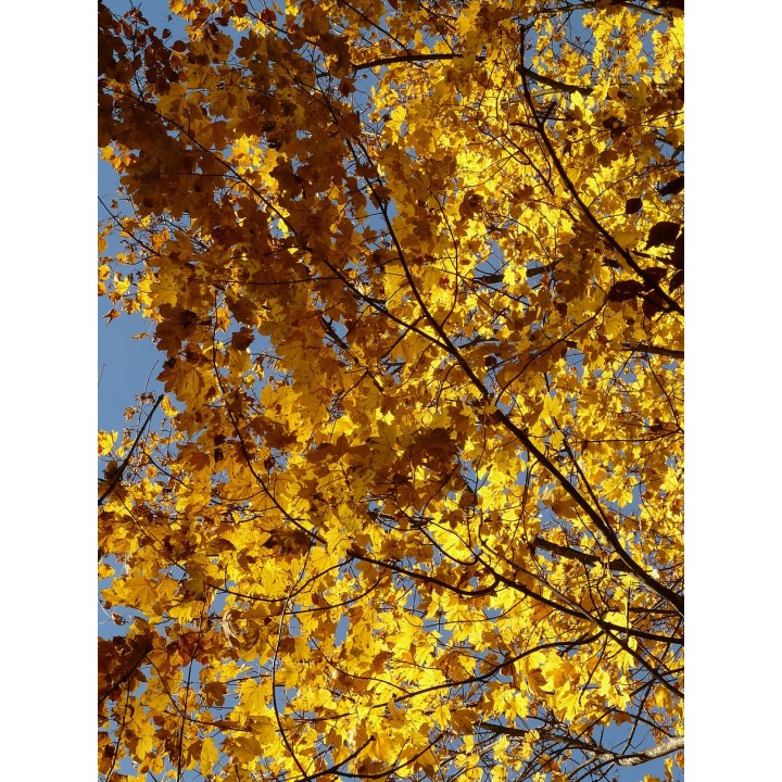 Klon jawor Acer pseudoplatanus 16-20 cm goły korzeń - SadzonkiDrzew.pl
