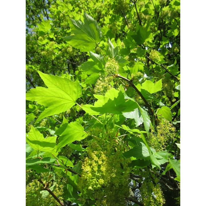 Klon jawor Acer pseudoplatanus 16-20 cm goły korzeń - SadzonkiDrzew.pl