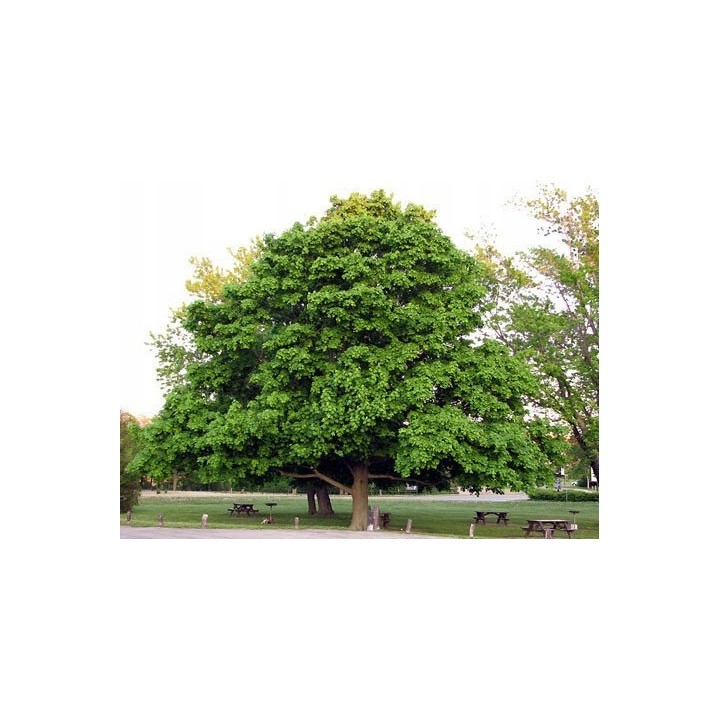 Klon zwyczajny (Acer platanoides) – Zestaw 10 sadzonek 100–150 cm, mrozoodporny, miododajny