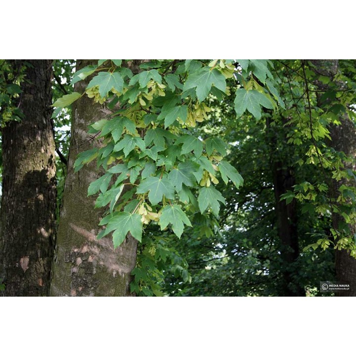 Klon jawor – okazała sadzonka 16–20 cm pnia, mrozoodporny, idealny do parków