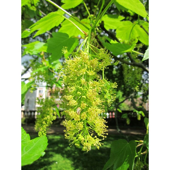 Klon zwyczajny (Acer platanoides) – Zestaw 10 sadzonek 100–150 cm, mrozoodporny, miododajny