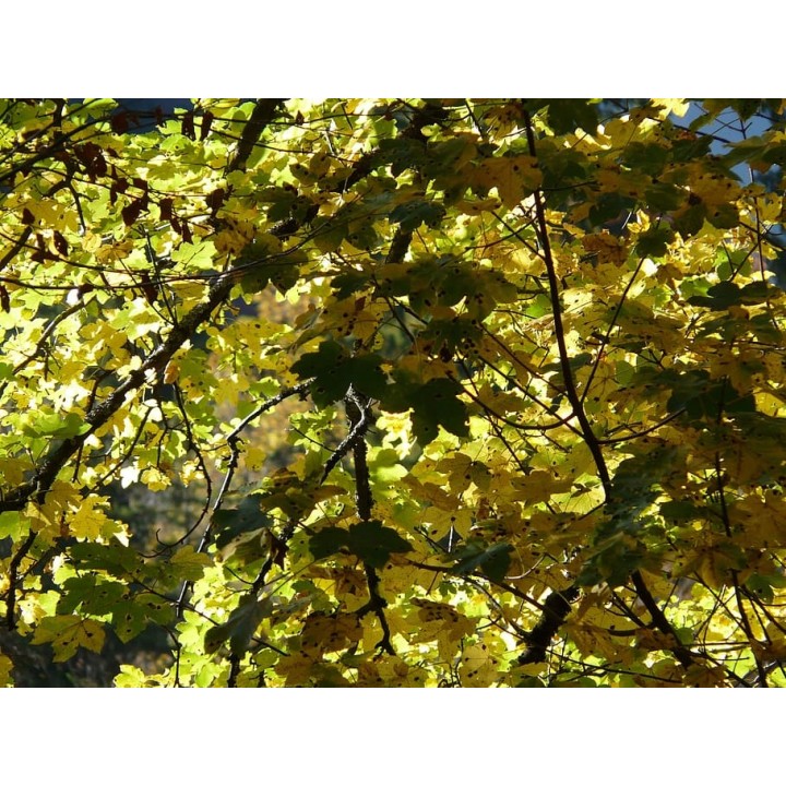 Klon zwyczajny (Acer platanoides) – Zestaw 10 sadzonek 100–150 cm, mrozoodporny, miododajny