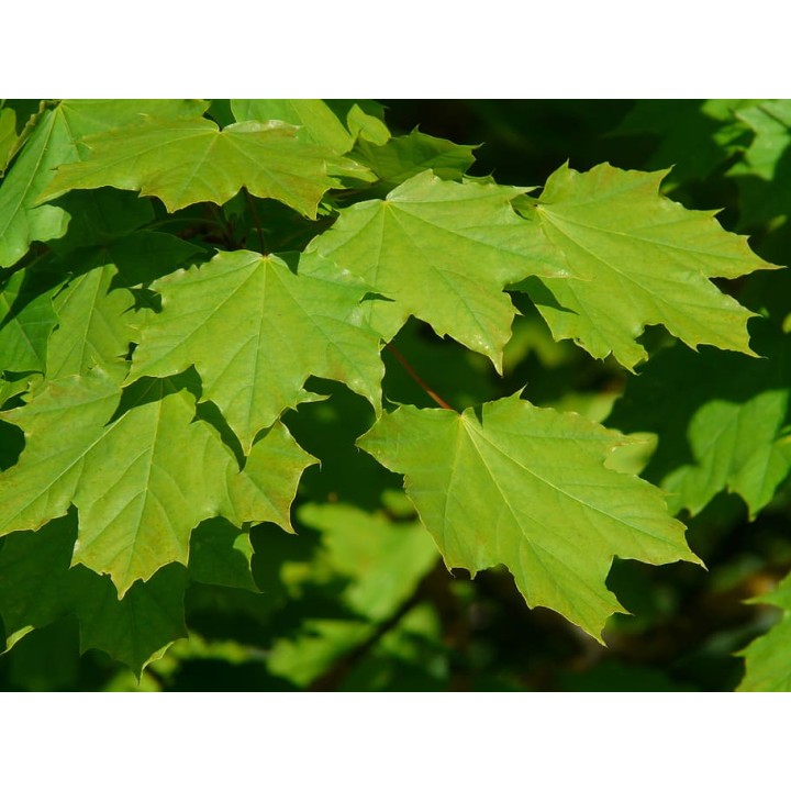 Klon Zwyczajny mrozoodporny 200–300 cm – solidny soliter do ogrodu i na taras