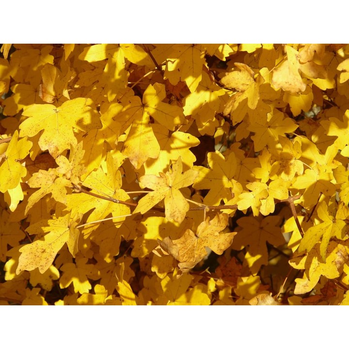 Klon jawor 150–200 cm – okazała, mrozoodporna sadzonka do parku i ogrodu