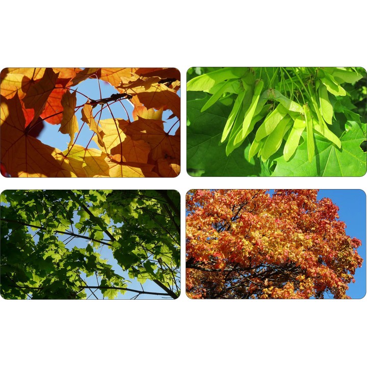 Klon Zwyczajny mrozoodporny 200–300 cm – solidny soliter do ogrodu i na taras