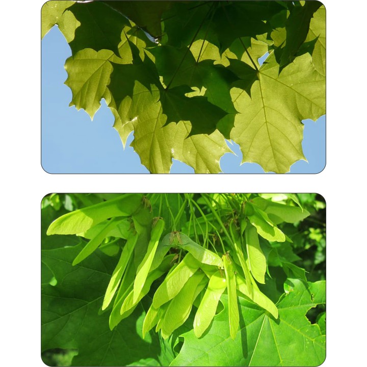 Klon Zwyczajny mrozoodporny 200–300 cm – solidny soliter do ogrodu i na taras