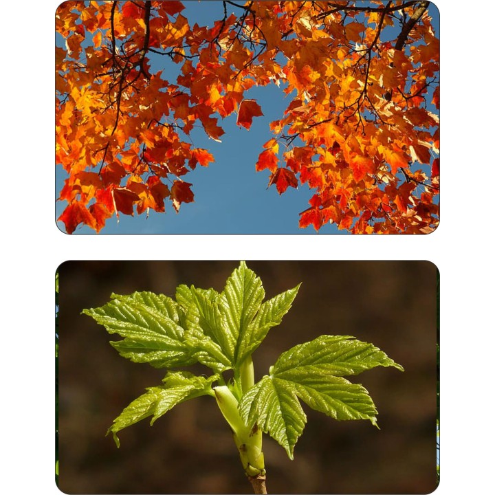 Klon Zwyczajny mrozoodporny 200–300 cm – solidny soliter do ogrodu i na taras