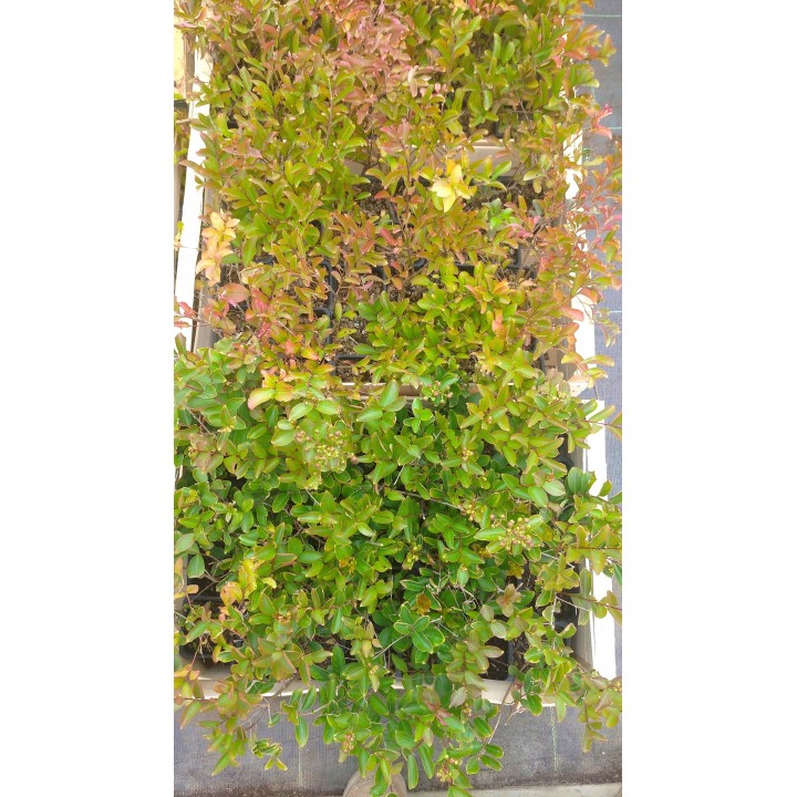 Lagerstroemia "Bez Południa" – fioletowa sadzonka 30–40 cm, długokwitnąca dekoracja ogrodu