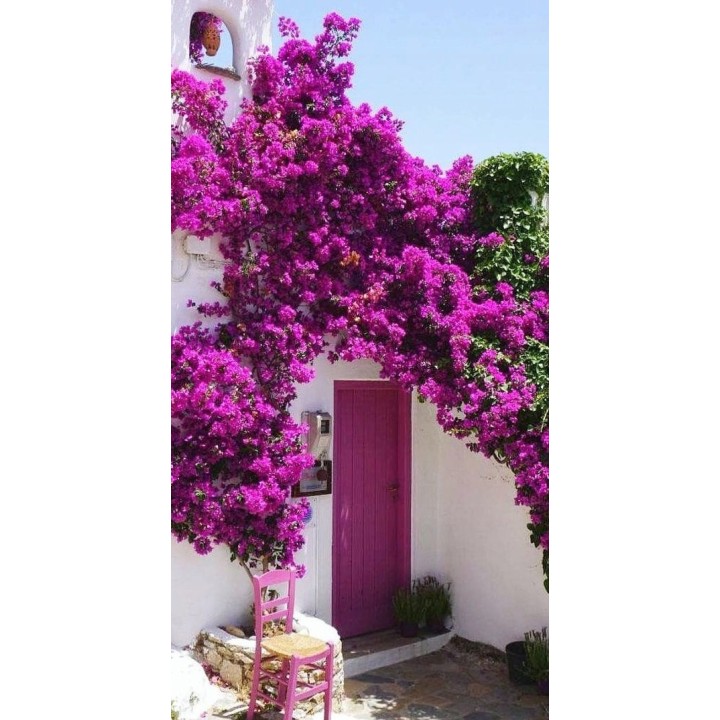 Lagerstroemia "Bez Południa" – fioletowa sadzonka 30–40 cm, długokwitnąca dekoracja ogrodu