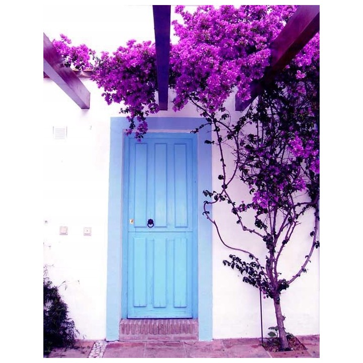 Lagerstroemia "Bez Południa" – fioletowa sadzonka 30–40 cm, długokwitnąca dekoracja ogrodu