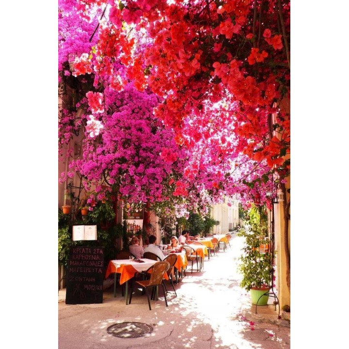 Lagerstroemia czerwona – Egzotyczna sadzonka długo kwitnąca (30-40 cm)