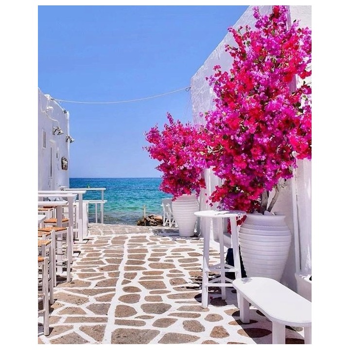 Lagerstroemia "Bez Południa" różowa — sadzonka 30-40 cm, hortensja letniego ogrodu