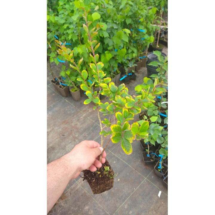 Lagerstroemia "Bez Południa" różowa — sadzonka 30-40 cm, hortensja letniego ogrodu