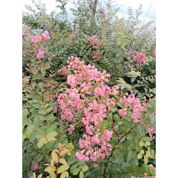 Lagerstroemia "Bez Południa" różowa — sadzonka 30-40 cm, hortensja letniego ogrodu