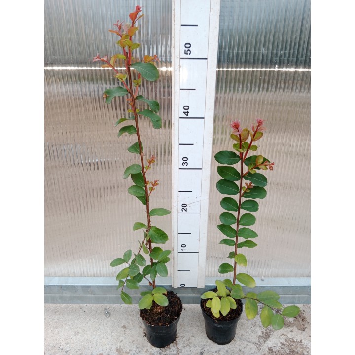 Lagerstroemia "Bez Południa" różowa — sadzonka 30-40 cm, hortensja letniego ogrodu