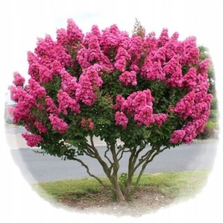 Lagerstroemia Petite Pink — Różowy Krzew Kwitnący 120 Dni, Sadzonka 20–30 cm