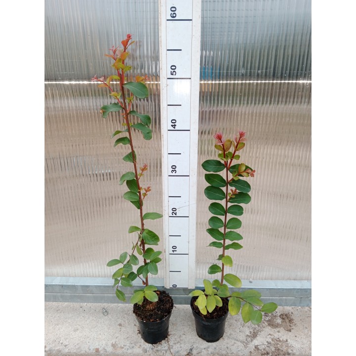 Lagerstroemia "Bez Południa" różowa — sadzonka 30-40 cm, hortensja letniego ogrodu