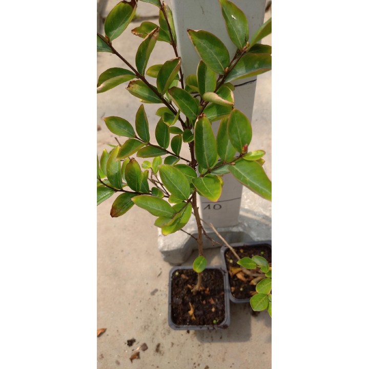 Lagerstroemia Petite Pink — Różowy Krzew Kwitnący 120 Dni, Sadzonka 20–30 cm