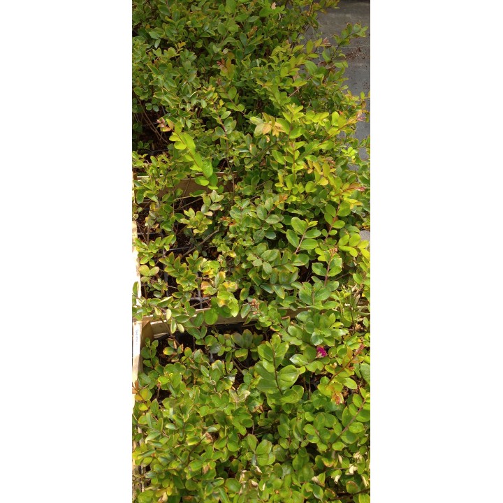 Lagerstroemia Petite Pink — Różowy Krzew Kwitnący 120 Dni, Sadzonka 20–30 cm