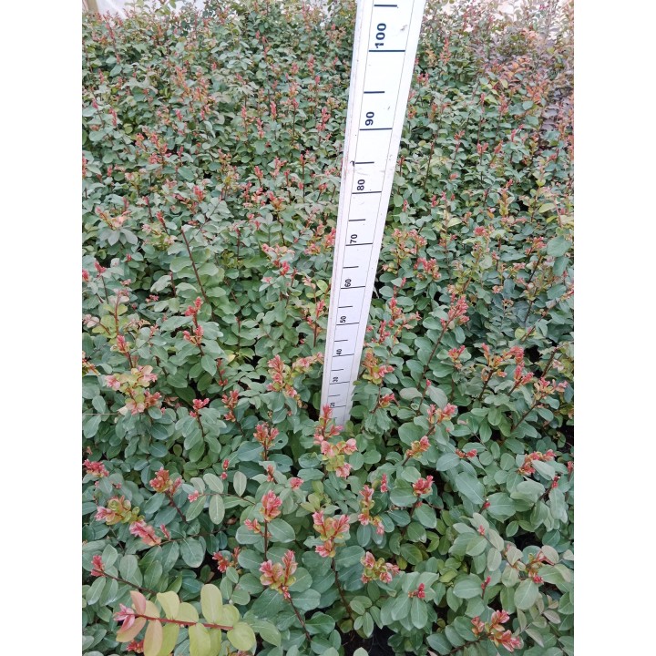 Lagerstroemia "Bez Południa" różowa — sadzonka 30-40 cm, hortensja letniego ogrodu