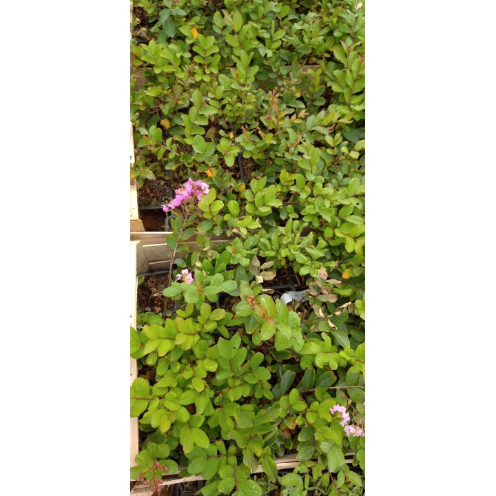 Lagerstroemia Petite Pink — Różowy Krzew Kwitnący 120 Dni, Sadzonka 20–30 cm