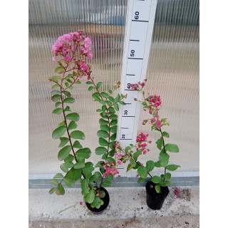Lagerstroemia "Bez Południa" różowa