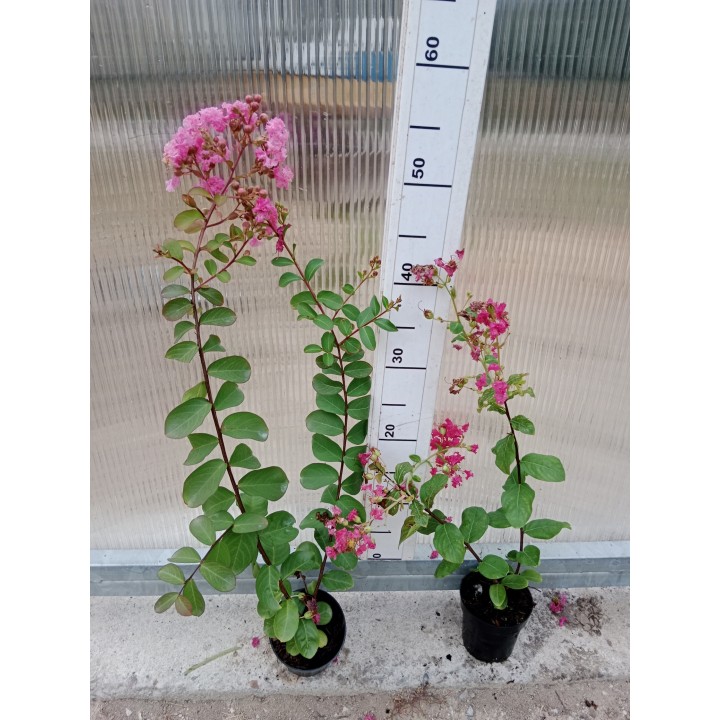 Lagerstroemia "Bez Południa" różowa — sadzonka 30-40 cm, hortensja letniego ogrodu
