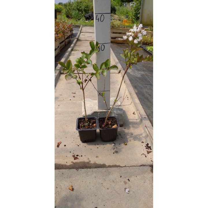 Lagerstroemia Nivea „Bez Południa” – Biały krzew kwitnący 120 dni, sadzonka 30 cm