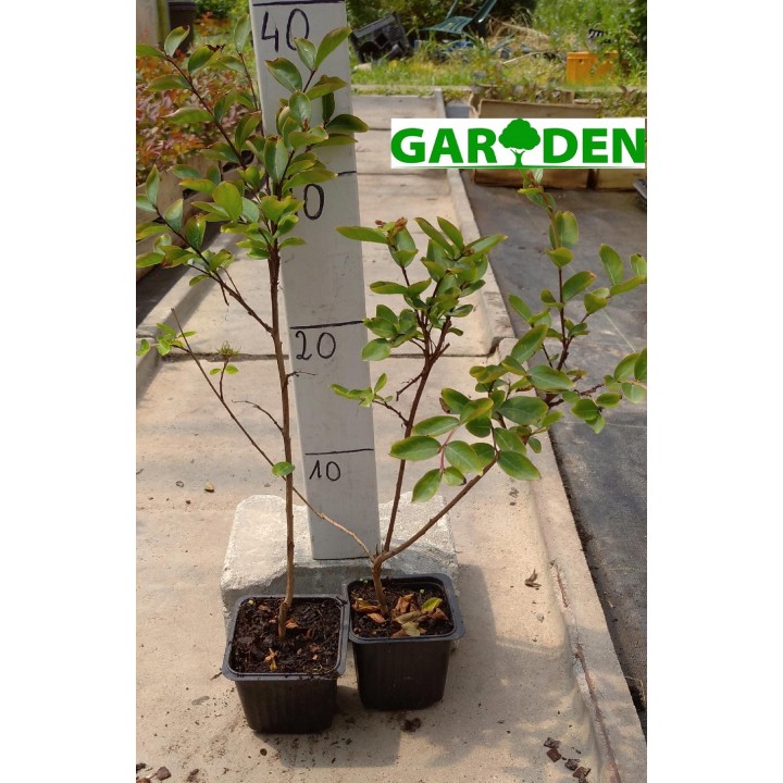 Lagerstroemia Petite Pink — Różowy Krzew Kwitnący 120 Dni, Sadzonka 20–30 cm