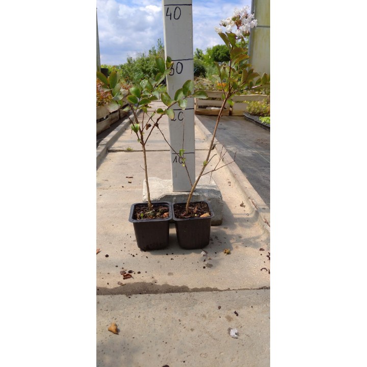 Lagerstroemia Nivea „Bez Południa” – Biały krzew kwitnący 120 dni, sadzonka 30 cm