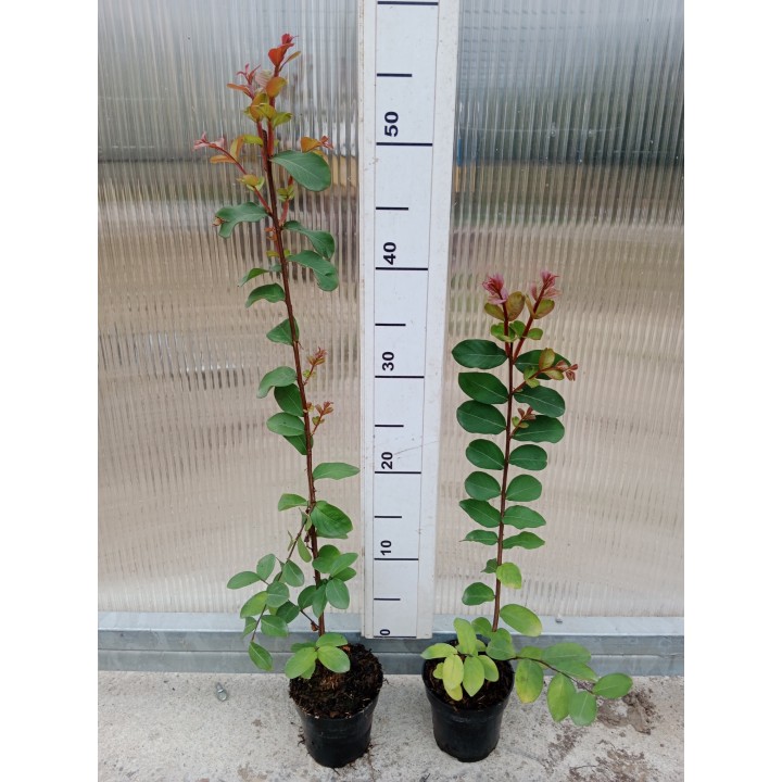 Lagerstroemia Petite Pink — Różowy Krzew Kwitnący 120 Dni, Sadzonka 20–30 cm