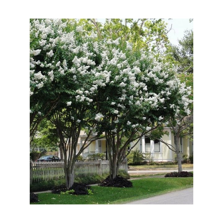 Lagerstroemia Nivea „Bez Południa” – Biały krzew kwitnący 120 dni, sadzonka 30 cm