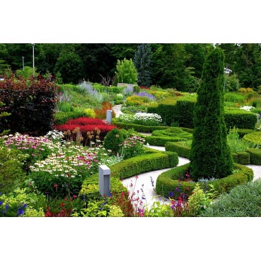 Grab zwyczajny Carpinus betulus sadzonki na żywopłot...