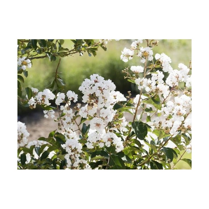Lagerstroemia Nivea „Bez Południa” – Biały krzew kwitnący 120 dni, sadzonka 30 cm