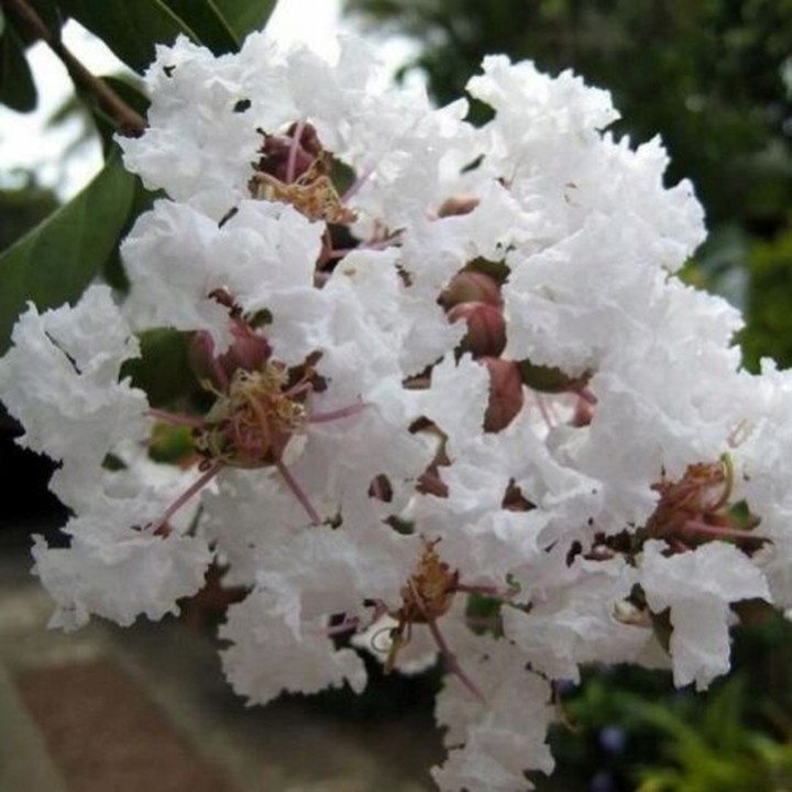 Lagerstroemia Nivea „Bez Południa” – Biały krzew kwitnący 120 dni, sadzonka 30 cm