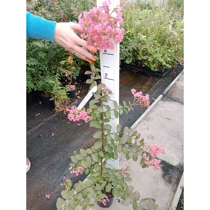 Lagerstroemia Petite Pink — Różowy Krzew Kwitnący 120 Dni, Sadzonka 20–30 cm