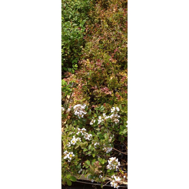 Lagerstroemia Nivea „Bez Południa” – Biały krzew kwitnący 120 dni, sadzonka 30 cm