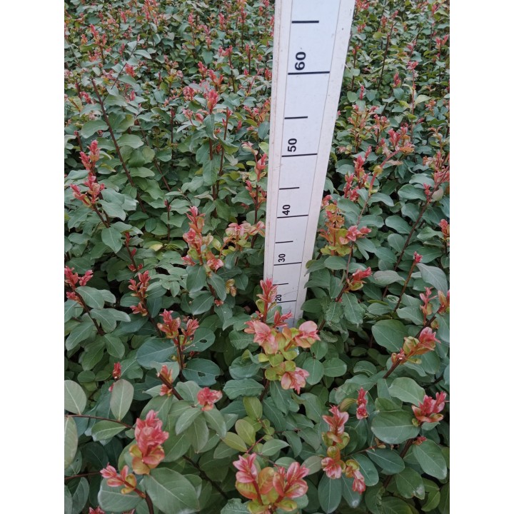 Lagerstroemia Petite Pink — Różowy Krzew Kwitnący 120 Dni, Sadzonka 20–30 cm